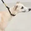 Collier pour chien avec laisse en cuir - FANO PALERMO NAPOLI MIACARA