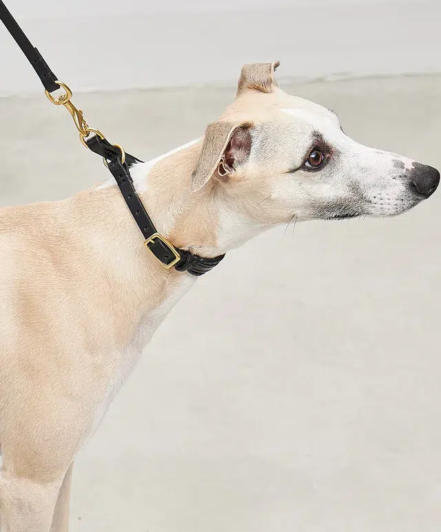 Collier pour chien avec laisse en cuir - FANO PALERMO NAPOLI MIACARA