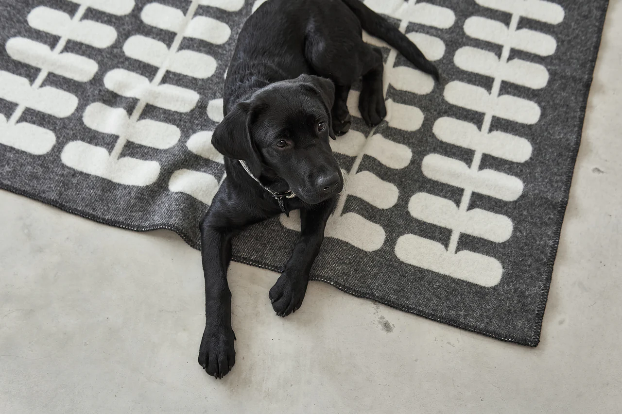 couverture pour chien chat design laine hiver flora miacara couverture pour chien chat design laine hiver flora miacara