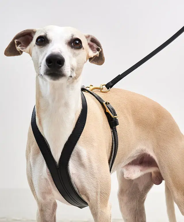 Collier pour chien avec laisse en cuir - FANO PALERMO NAPOLI MIACARA