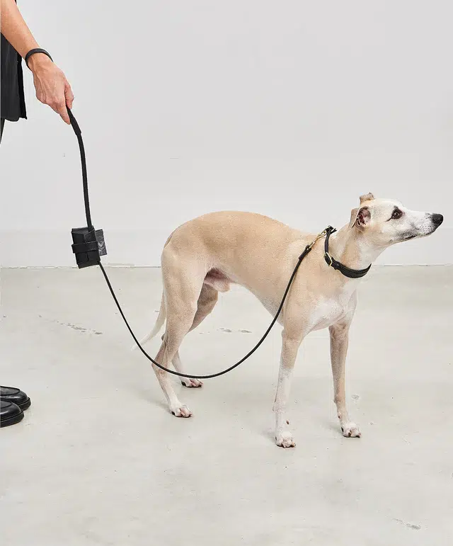 Collier pour chien avec laisse en cuir - FANO PALERMO NAPOLI MIACARA