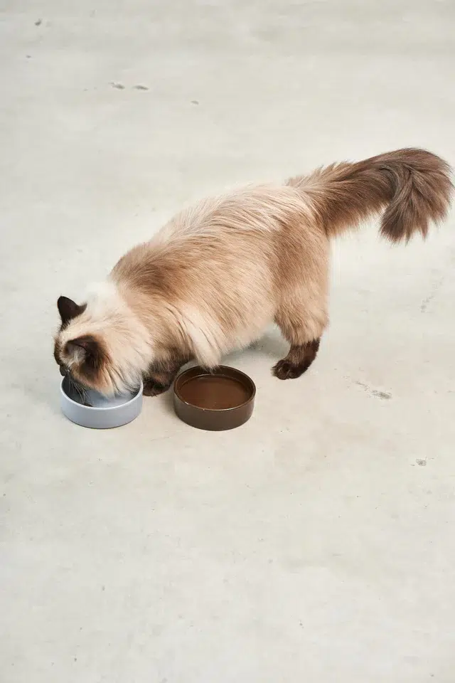 BOL PORCELAINE SCODELLA MIACARA POUR CHAT DESIGN BOL PORCELAINE SCODELLA MIACARA POUR CHAT DESIGN