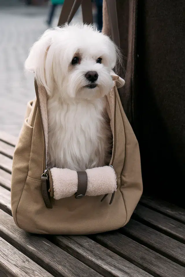 Sac de voyage pour chien - TASCA