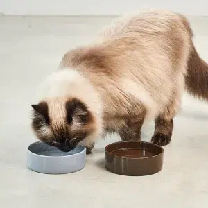 Bol en porcelaine pour chat – SCODELLA