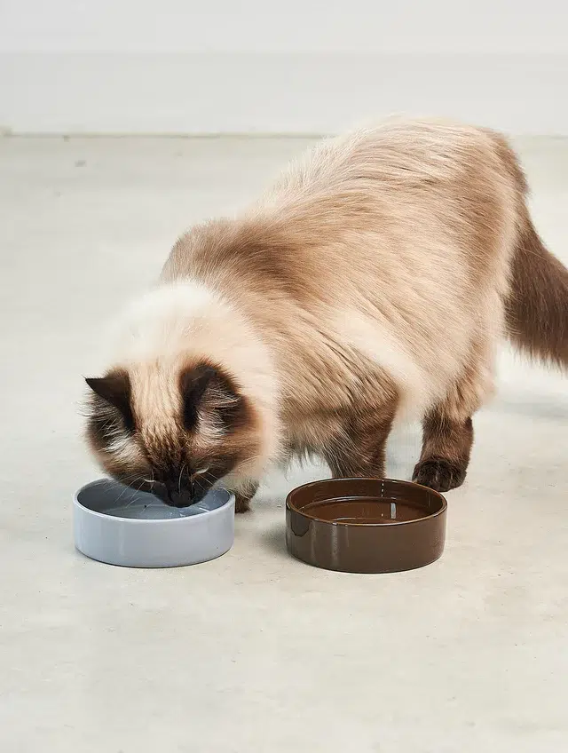 BOL PORCELAINE SCODELLA MIACARA POUR CHAT DESIGN BOL PORCELAINE SCODELLA MIACARA POUR CHAT DESIGN