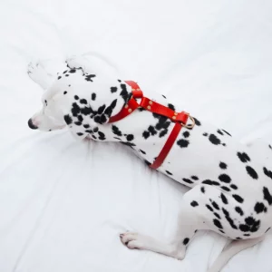 Harnais pour chien Y en cuir – BUTTER