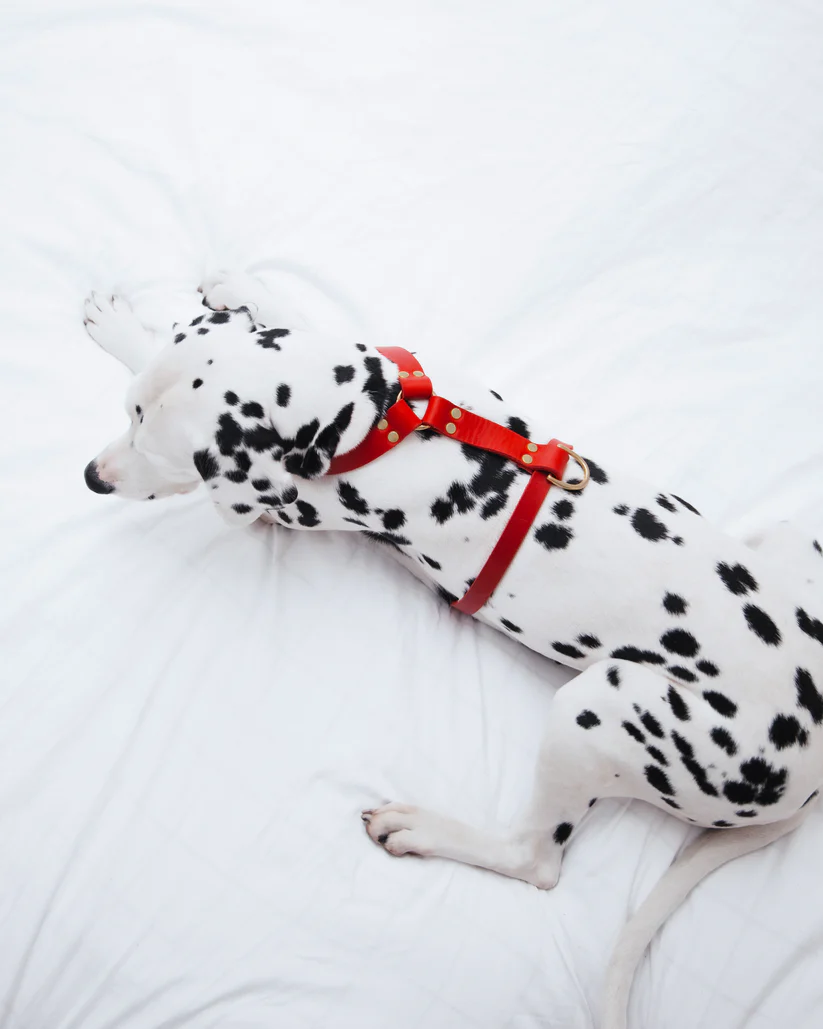 HARNAIS MOLLY AND STITCH BUTTER Y CHIEN DESIGN