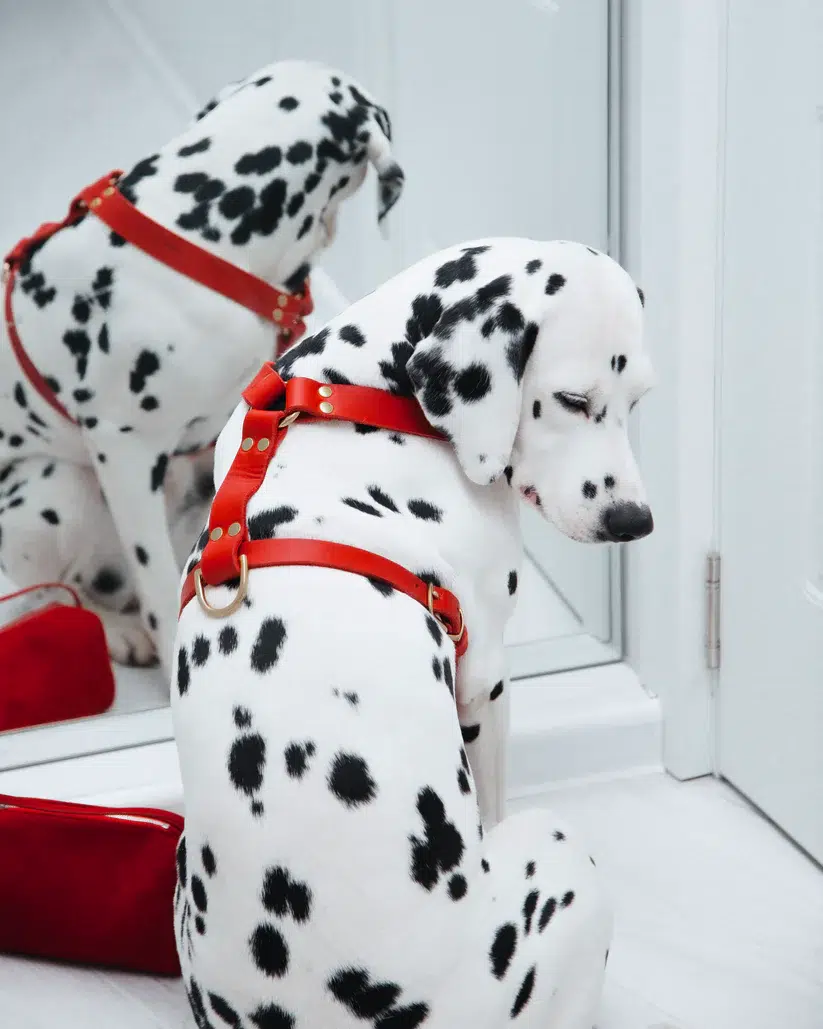 HARNAIS MOLLY AND STITCH BUTTER Y CHIEN DESIGN