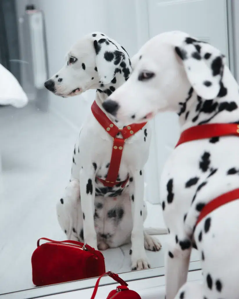 HARNAIS MOLLY AND STITCH BUTTER Y CHIEN DESIGN