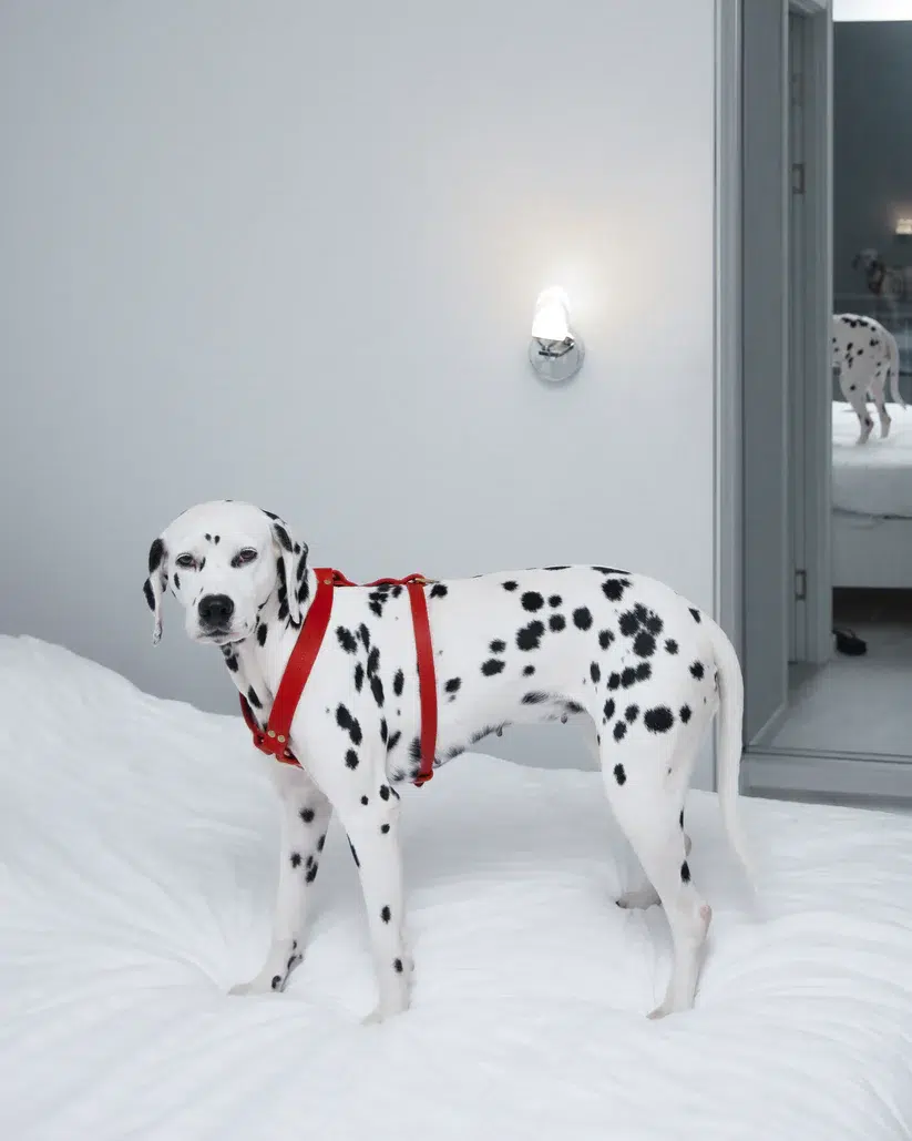 HARNAIS MOLLY AND STITCH BUTTER Y CHIEN DESIGN